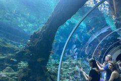 Podwodny tunel z oceanicznymi rybami w Orientarium